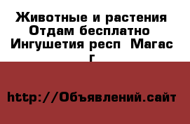 Животные и растения Отдам бесплатно. Ингушетия респ.,Магас г.